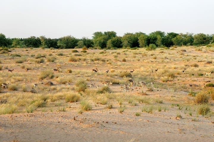 Morning Heritage Safari at Al Marmoom: Vintage G-Class, Camel Caravan & Bedouin Breakfast photo 3