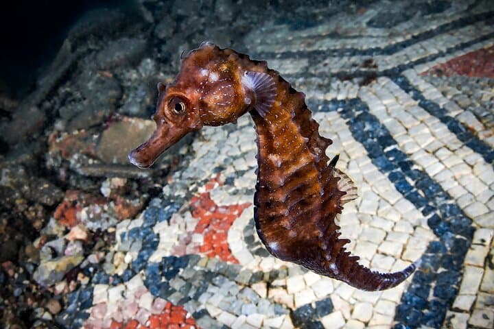 Try Scuba at Baia: Dive the Underwater Roman Ruins from Naples photo 2