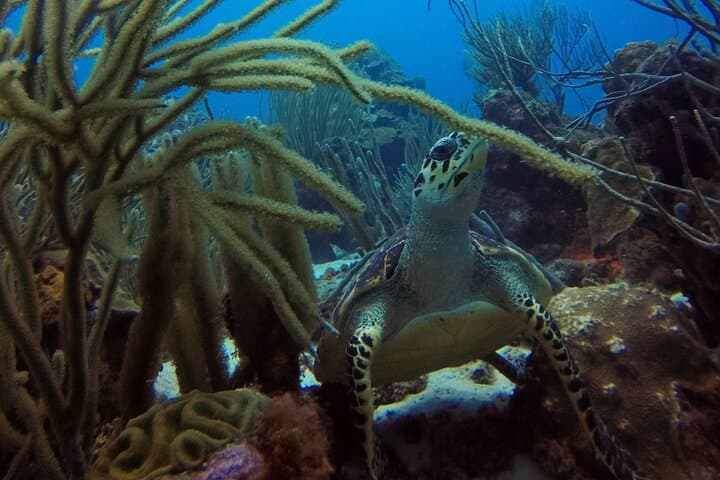 Curacao Refresher Dive: Rediscover the House Reef and Scuba Skills photo 4