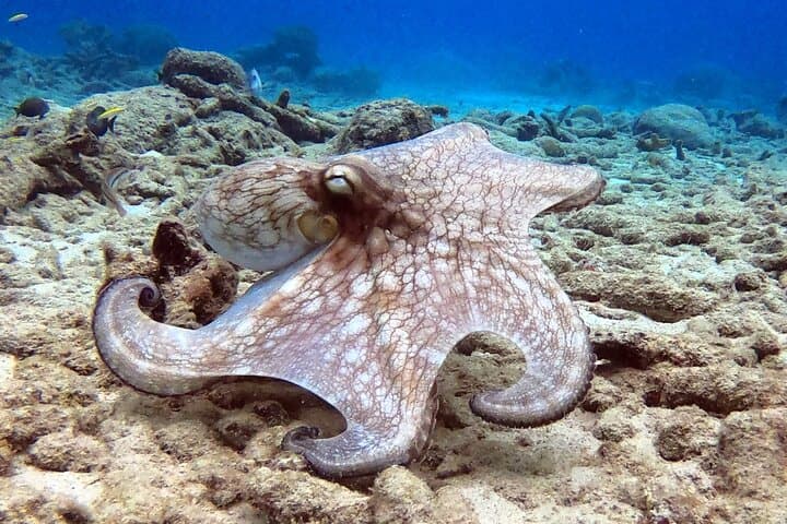 Curacao Refresher Dive: Rediscover the House Reef and Scuba Skills photo 5