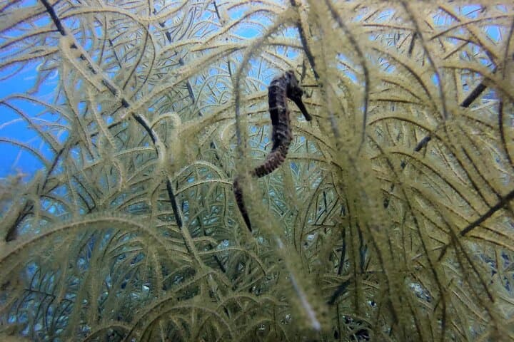Curacao Refresher Dive: Rediscover the House Reef and Scuba Skills photo 6