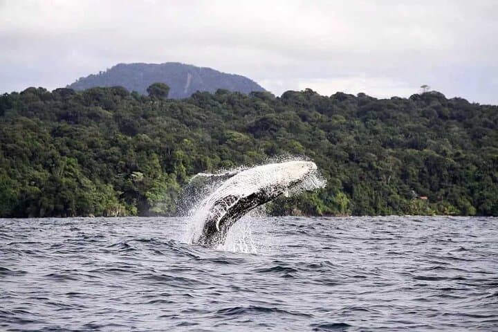4-Day Nuquí Whale-Watching Escape: Pacific Humpbacks, Hot Springs & Ecolodge
