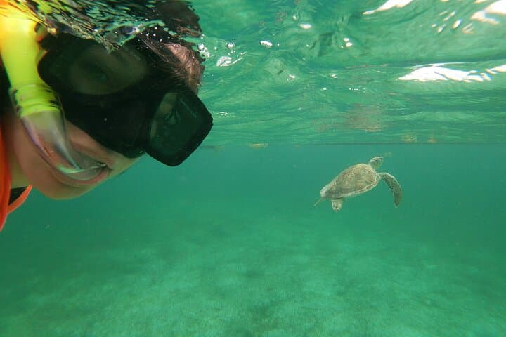 Akumal Turtle Snorkeling from Cozumel — Private 6‑Hour Marine Turtle Experience photo 2