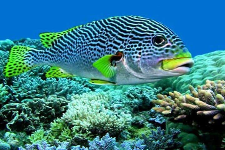 Barong Kris Dance & Blue Lagoon Snorkel: Full-Day Cultural and Reef Adventure in Bali photo 5