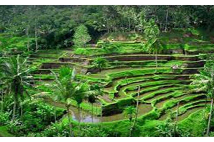 Bedugul Waterfalls, Ulun Danu & Jatiluwih Day Tour from Seminyak photo 3