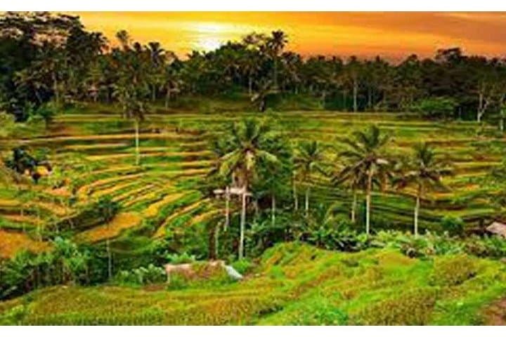Private Kintamani Volcano Tour — Mount Batur Viewpoint, Lake Batur & Village Stops photo 4