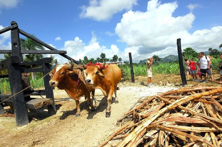 Punta Cana Countryside Tour: Sugarcane, Coffee & Macao Beach photo 2