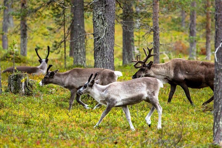 Auttiköngäs Nature Trail: Hike to Arctic Forest and Waterfalls from Rovaniemi photo 4