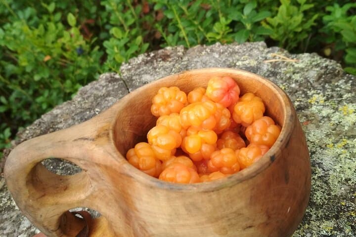 Foraging Cloudberries in Lapland: A Day Berry-Picking Tour near Rovaniemi photo 1