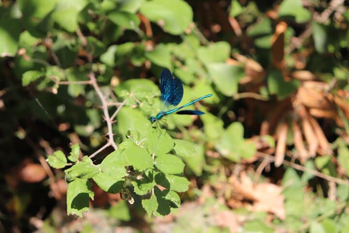 River Trekking Stenosia: Half-Day Waterfall Hike from Kalamata photo 5