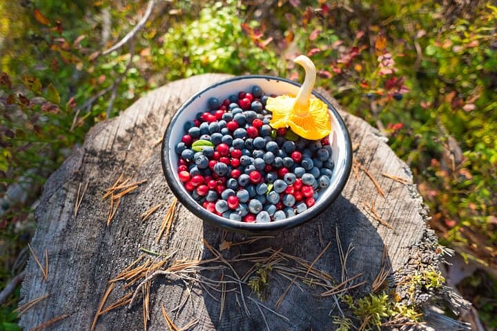 Taste of Lapland: Foraging, Fishing and Lakeside Sauna near Rovaniemi photo 3