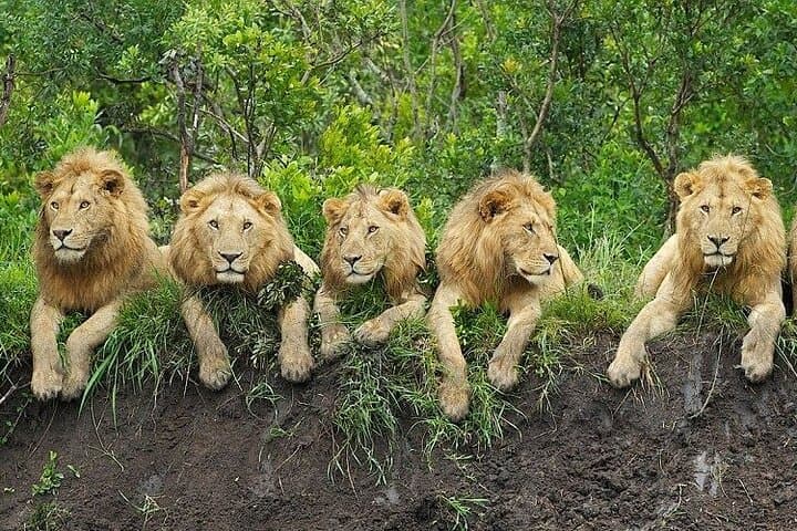 3-Day Safari: Tarangire, Ngorongoro Crater & Lake Manyara from Zanzibar