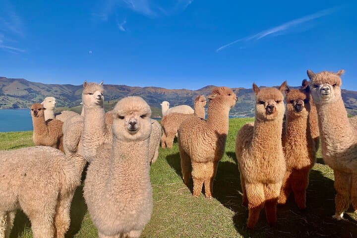 Up-Close with Alpacas on Akaroa's Volcanic Slopes