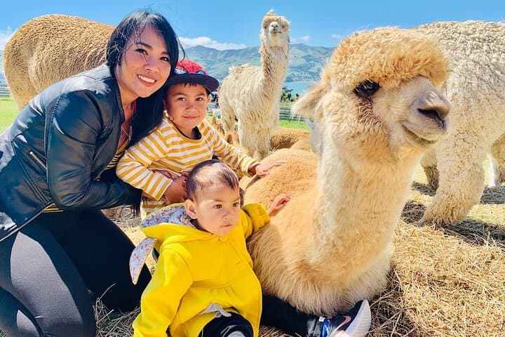 Up-Close with Alpacas on Akaroa's Volcanic Slopes photo 2