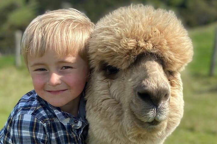 Up-Close with Alpacas on Akaroa's Volcanic Slopes photo 3
