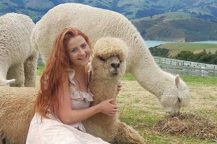 Up-Close with Alpacas on Akaroa's Volcanic Slopes photo 4
