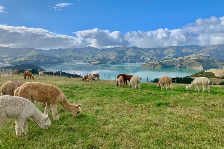 Up-Close with Alpacas on Akaroa's Volcanic Slopes photo 5