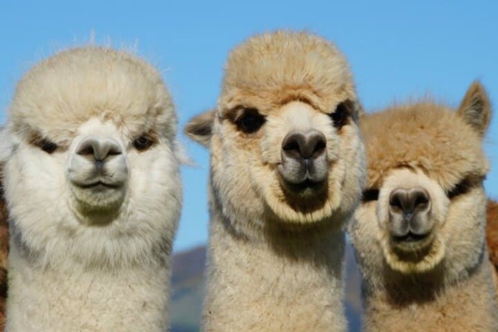 Up-Close with Alpacas on Akaroa's Volcanic Slopes photo 6