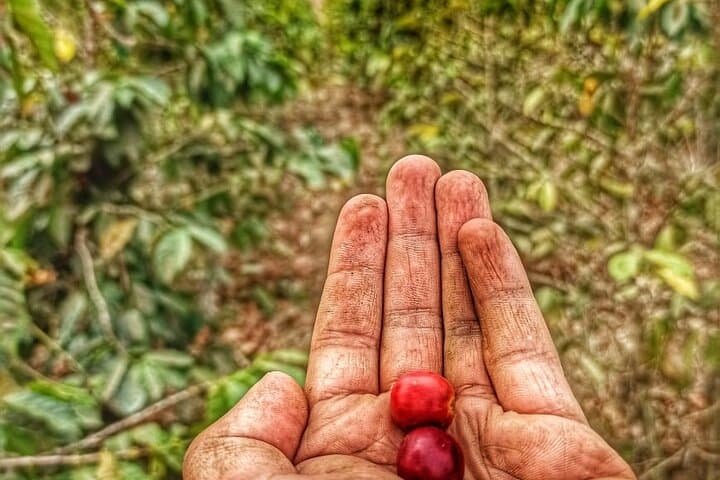 Coffee Tour in Sacatepéquez: Plantation Walk & Tasting near Antigua Guatemala photo 2