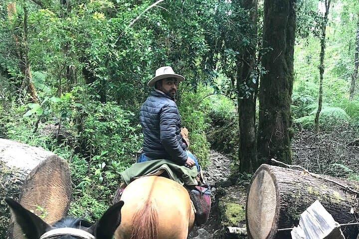 Full-Day Ride to Laguna Cayutue — Huasos-Style Horseback in Vicente Pérez Rosales photo 3