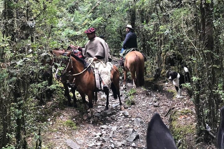 Full-Day Ride to Laguna Cayutue — Huasos-Style Horseback in Vicente Pérez Rosales photo 5