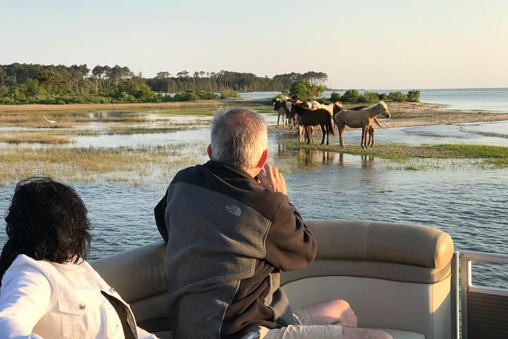 Grand Boat Tour Around Chincoteague and Assateague Islands photo 2