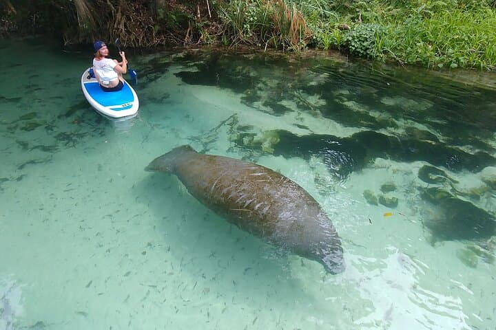Paddle Mangrove Tunnels: SUP & Kayak Wildlife Tour in Miami