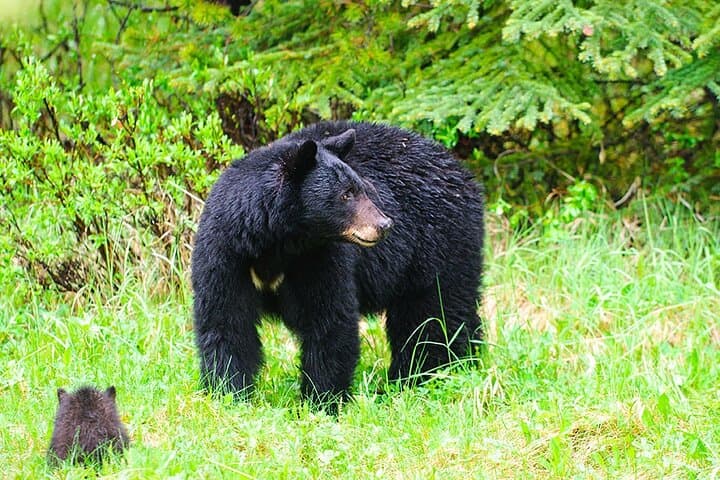 Private Ketchikan Tour: Totems, Wildlife & Waterfall — 3-Hour Custom Excursion