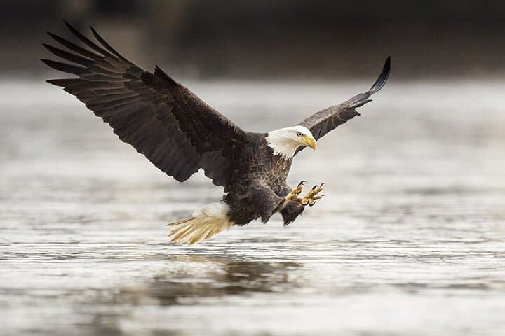 Private Ketchikan Tour: Totems, Wildlife & Waterfall — 3-Hour Custom Excursion photo 2