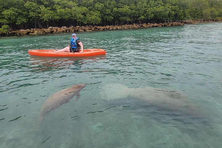 Paddle Mangrove Tunnels: SUP & Kayak Wildlife Tour in Miami photo 4
