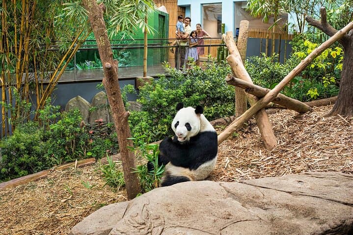 Singapore River Wonders Guide: Giant Panda Forest, Amazon Flooded Forest & Visitor Tips photo 6