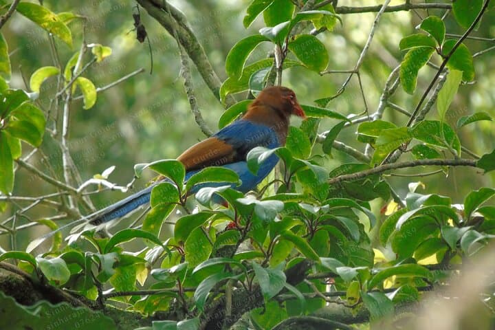 Sinharaja Rain Forest Bird-Watching Tour: Guide to Endemic Birds & Trails photo 2