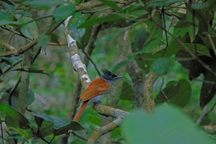 Sinharaja Rain Forest Bird-Watching Tour: Guide to Endemic Birds & Trails photo 5