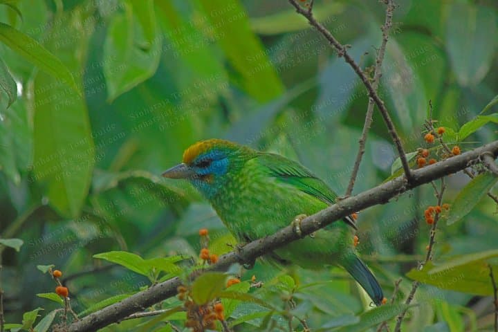 Sinharaja Rain Forest Bird-Watching Tour: Guide to Endemic Birds & Trails photo 6
