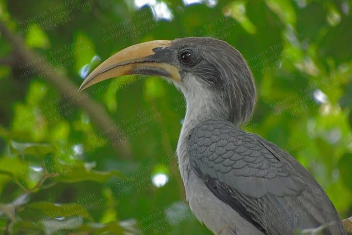Sinharaja Rain Forest Bird-Watching Tour: Guide to Endemic Birds & Trails photo 3