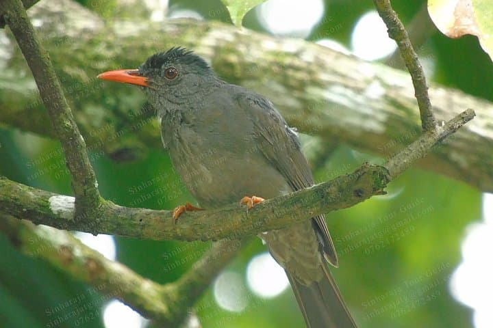 Sinharaja Rain Forest Bird-Watching Tour: Guide to Endemic Birds & Trails photo 4