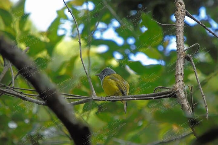Sinharaja Rain Forest Bird-Watching Tour: Guide to Endemic Birds & Trails