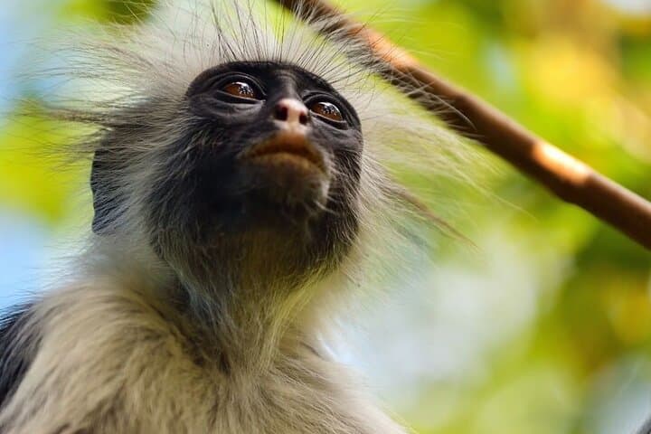 Zanzibar Full-Day Combo: Jozani Forest, Kuza Cave, Paje Beach & Salaam Cave photo 3