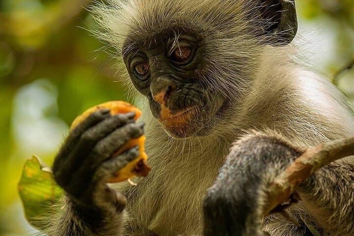 Zanzibar Full-Day Combo: Jozani Forest, Kuza Cave, Paje Beach & Salaam Cave photo 2