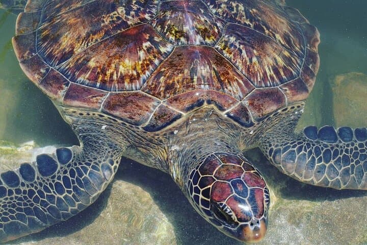 Zanzibar Day Tour: Baraka Aquarium, Jozani Forest, Kuza Cave & Paje Beach photo 6