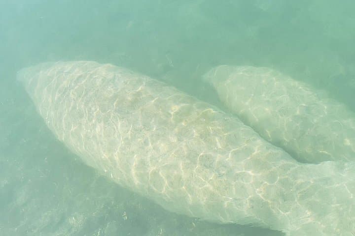 Beginner Friendly Island Snorkeling in Biscayne Bay: Kayak & SUP to Sandspur Island photo 4