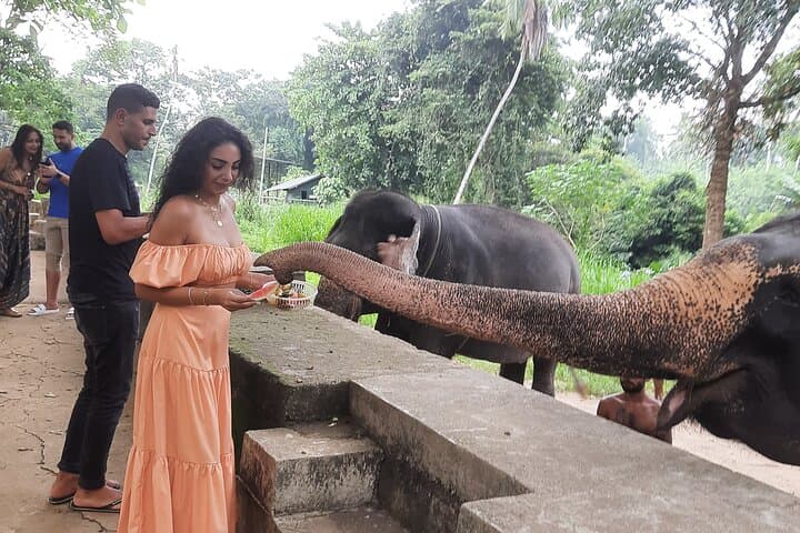 Sri Lanka 8-Day Guided Round Tour: Tea Highlands, Ancient Cities & Coastal Wildlife