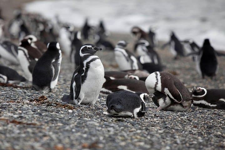 Martillo Island Penguin Cruise: Beagle Channel Boat Trip from Ushuaia photo 1