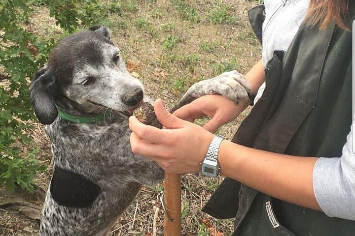 Truffle Hunting in Umbria: Day Trip with Lunch and Spello Guided Tour photo 4