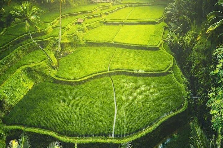 Ayung River Rafting in Ubud: Full-Day Whitewater and Monkey Forest Adventure photo 4