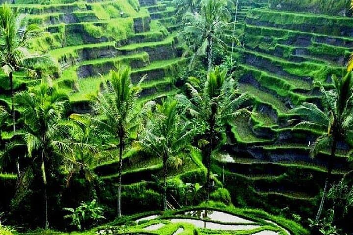 Ayung River Rafting in Ubud: Full-Day Whitewater and Monkey Forest Adventure photo 5
