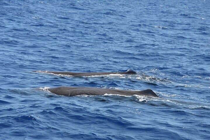 North Coast Sao Miguel Whale Watching: Sperm Whales & Dolphins