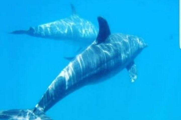 Kisite-Mpunguti Dolphin & Snorkel Tour to Wasini Island (From Shimoni) photo 2