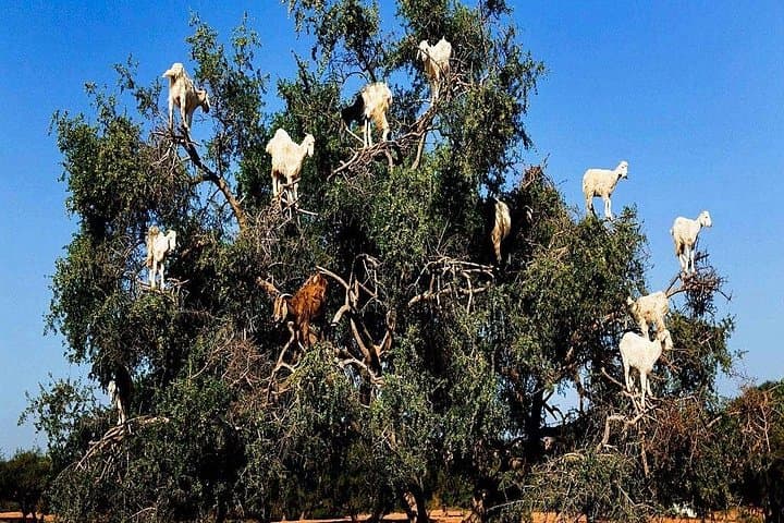Day Trip from Marrakech to Essaouira Mogador: Full-Day Small-Group Tour photo 4