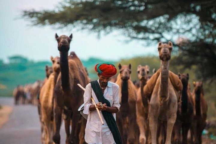 Jodhpur to Jaisalmer: 5-Day Desert and Forts Tour with Camel Safari photo 4